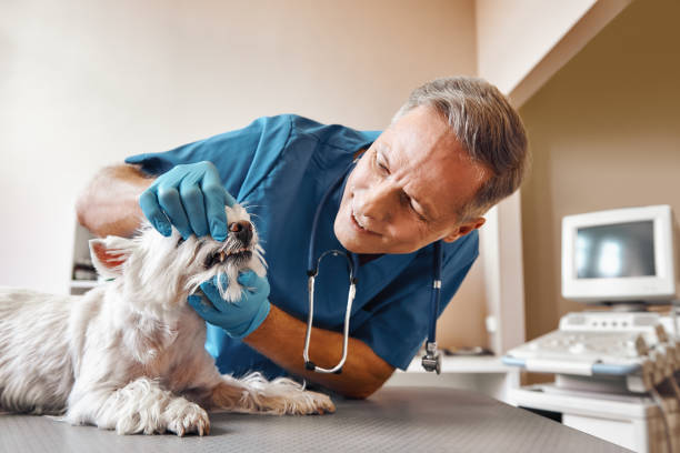 Best Emergency Root Canal Therapy in Lakeland North, WA